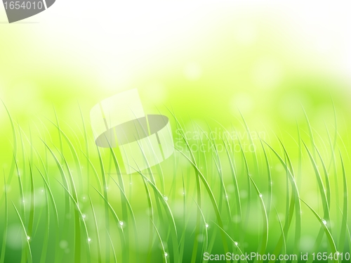 Image of morning sunlight grass early dew softfocus pattern