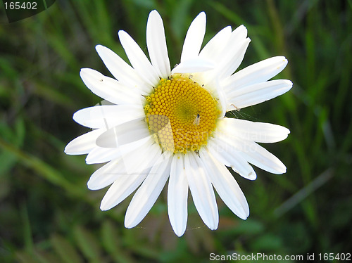 Image of Summerflower in the grass