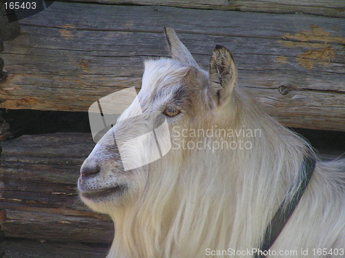 Image of Grey goat posing