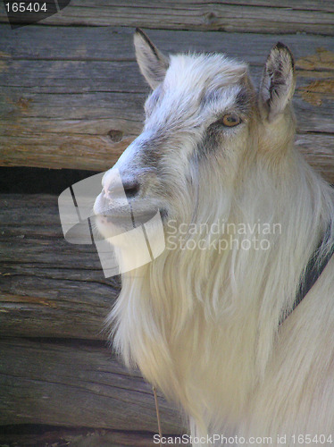 Image of Goat listening alert