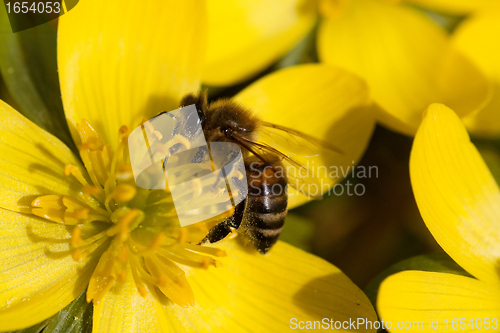 Image of bee