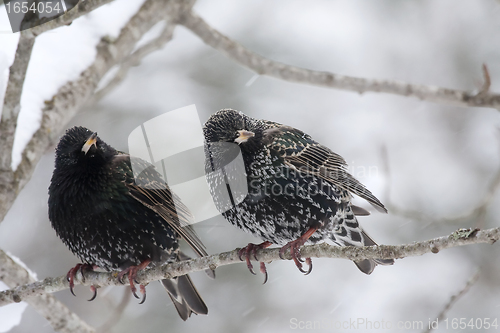 Image of pair of starlings