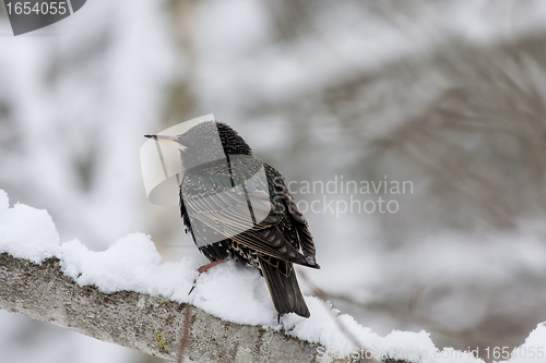 Image of starling in snow