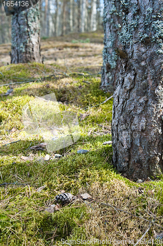 Image of Trunks of pines in a wood, a close up