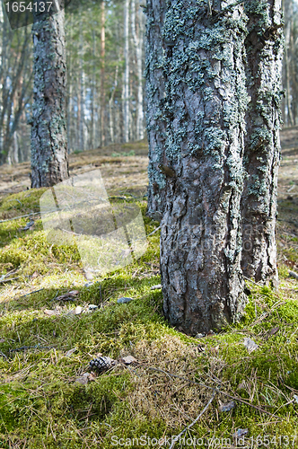 Image of Trunks of pines in a wood, a close up