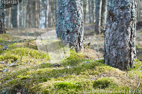Image of Trunks of pines in a wood, a close up