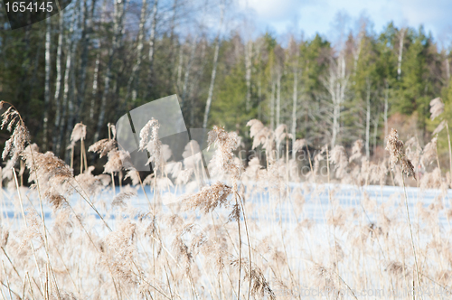 Image of Landscape at the forest lake early spring 