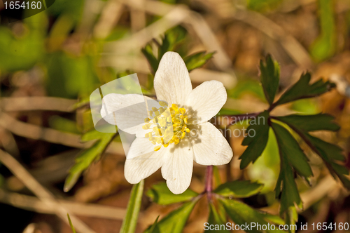 Image of anemone
