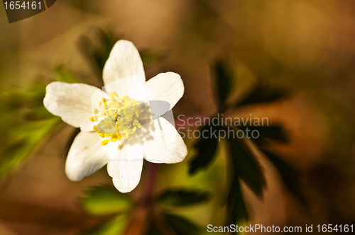 Image of anemone