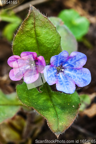 Image of lungwort