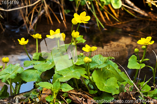 Image of cowslip