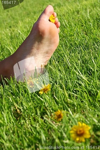 Image of Foot and Flowers