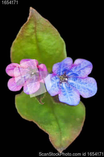 Image of lungwort