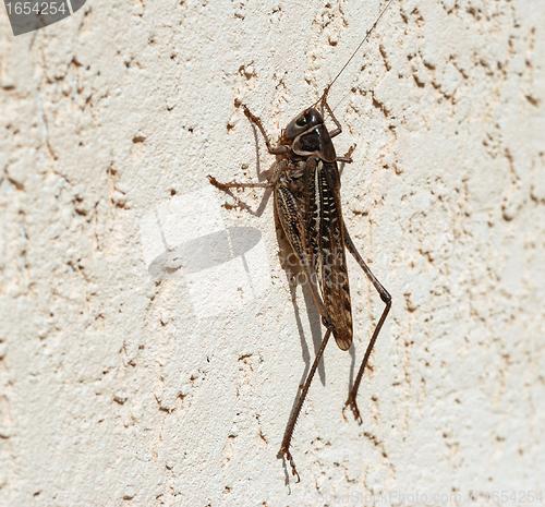 Image of Locust