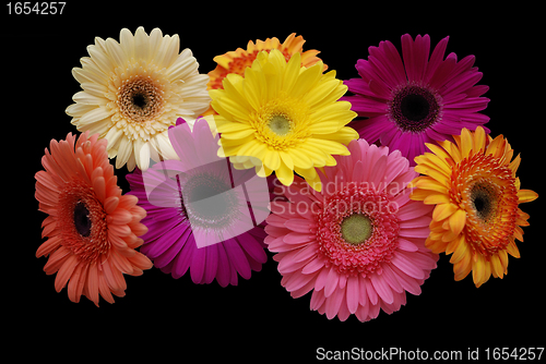 Image of Gerbera on black