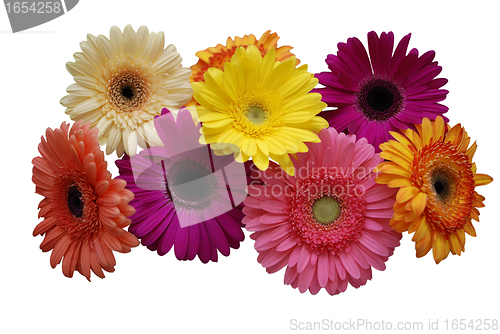 Image of Gerbera on white