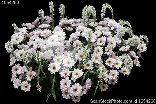 Image of White chrysanthemums on black