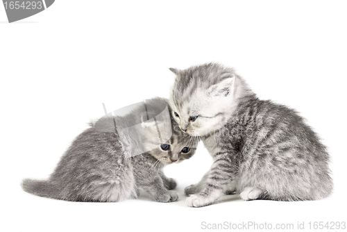 Image of Two little kittens