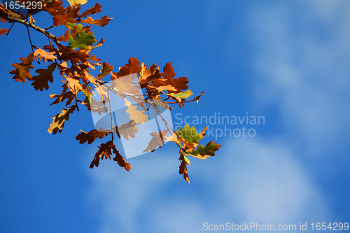 Image of Colored leafs on tree on a blue clouded sky background