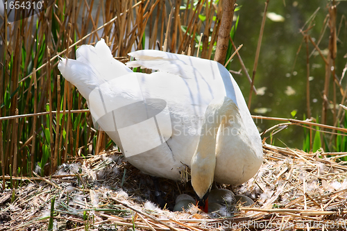 Image of Swan at a nest