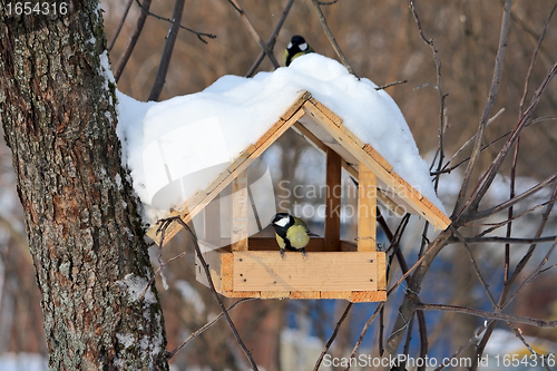 Image of Titmouses near the feeder