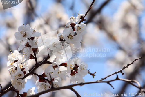 Image of Flowering apricot