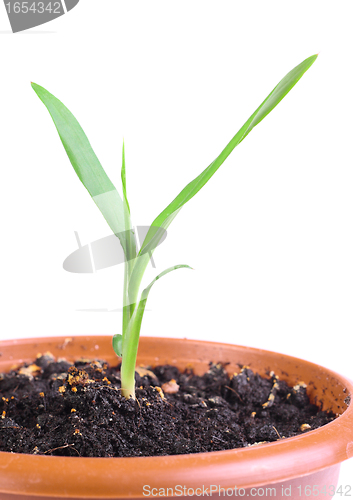 Image of Little green sprout in a flowerpot
