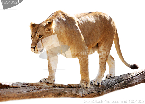 Image of Lioness on a log