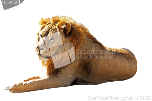 Image of Big lion isolated