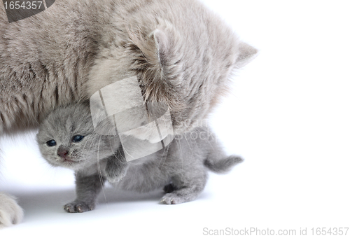 Image of Little kitten with mother