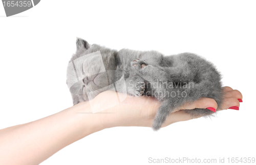 Image of Little kitten in the hands