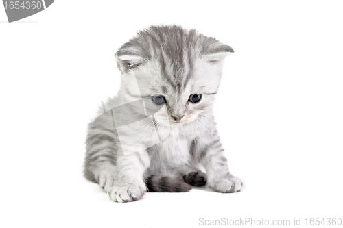 Image of Little kitten sitting