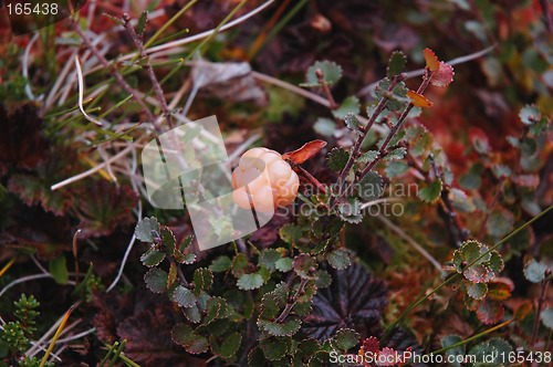 Image of Cloudberry