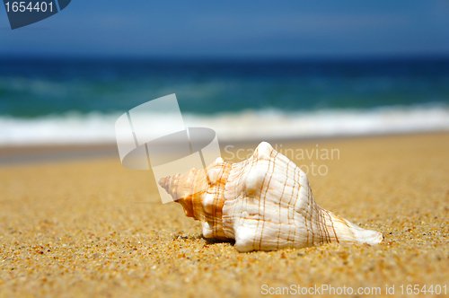 Image of Seashell