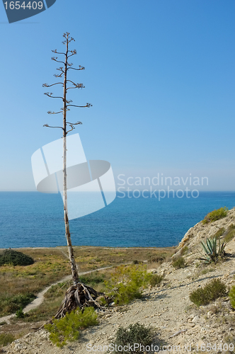 Image of Agave