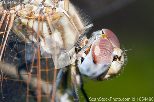 Image of Dragonfly on branch