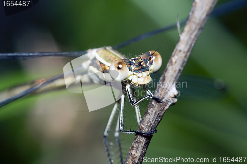 Image of Dragonfly on branch