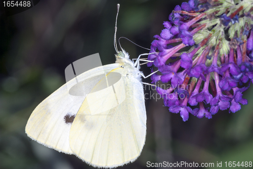 Image of butterfly resting on a leaf