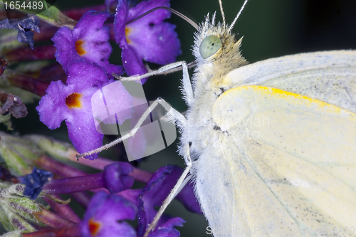 Image of butterfly resting on a leaf