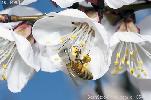 Image of Apis Mellifica