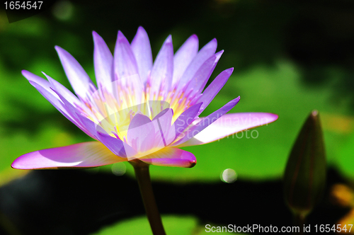 Image of Water lily 