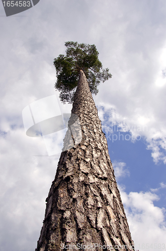 Image of High pine tree on background of cloudy sky 