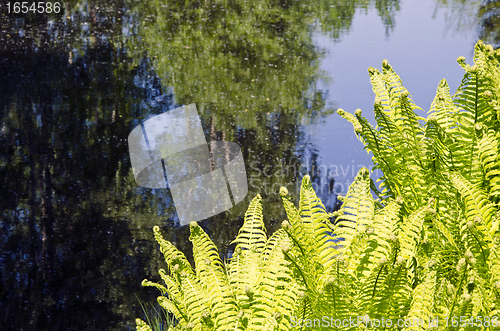 Image of Ferns and trees growing on lake shore in spring 