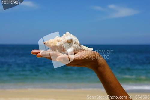 Image of Seashell