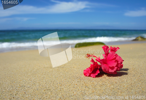 Image of Tropical Beach Flower