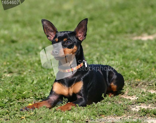 Image of miniature pinscher