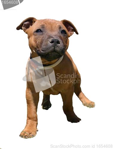 Image of puppy staffordshire bull terrier