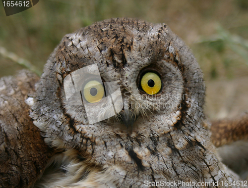 Image of Little Owl