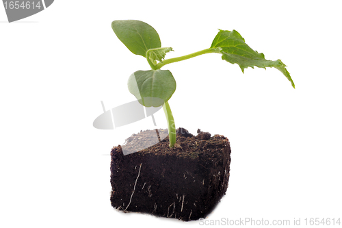 Image of cucumber seedling