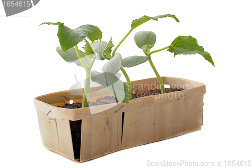 Image of cucumber seedling